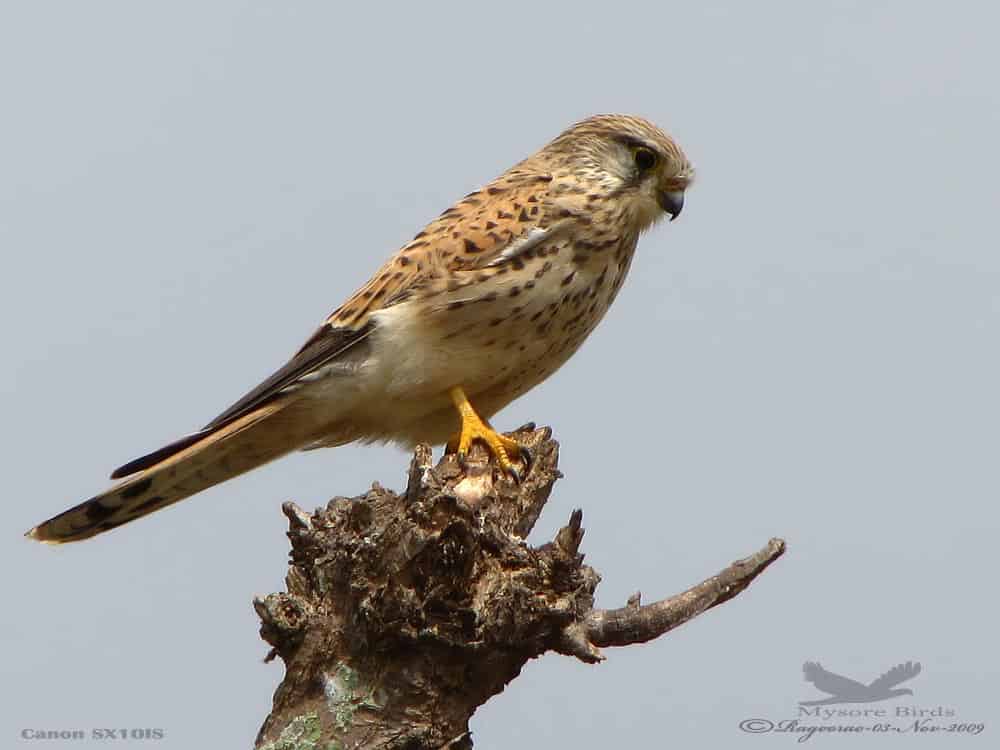 Common Kestrel- Falco Tinnulculus