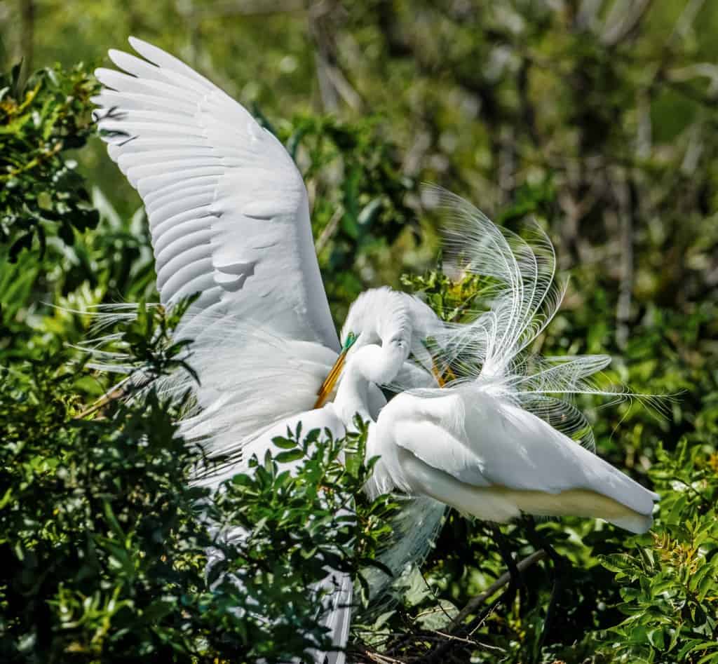 Great Egret Courtship