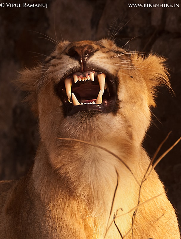 Asiatic Lion | Panthera Leo Persica | Gir