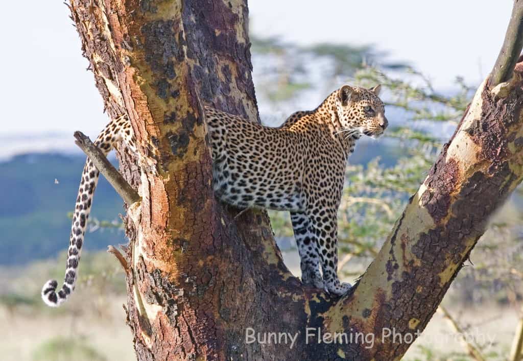 Leopard Eyeing Prey