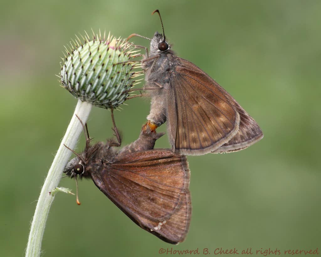 Clouded Skippers in May
