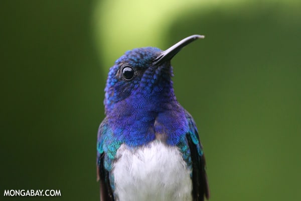  Hummingbird in Costa Rica. Photo by: Rhett Butler. 