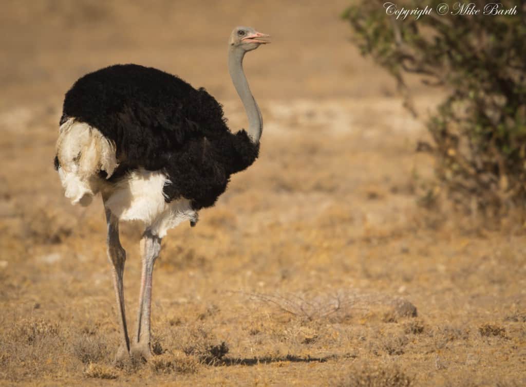 Somali Ostrich Struthio Molybdophanes