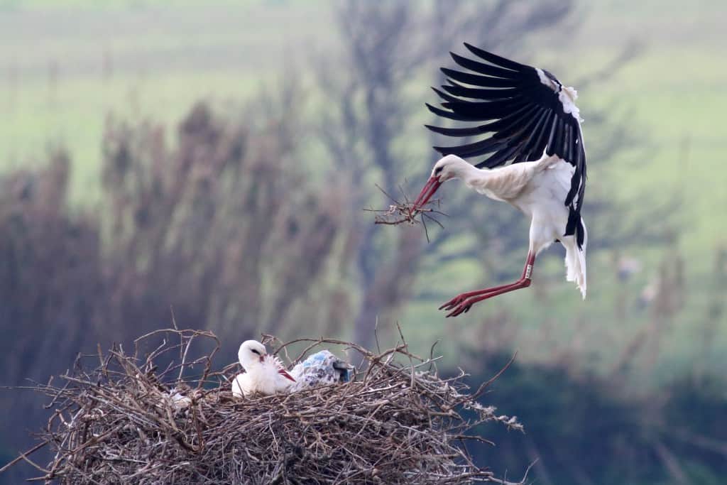 White Storks Nest Building