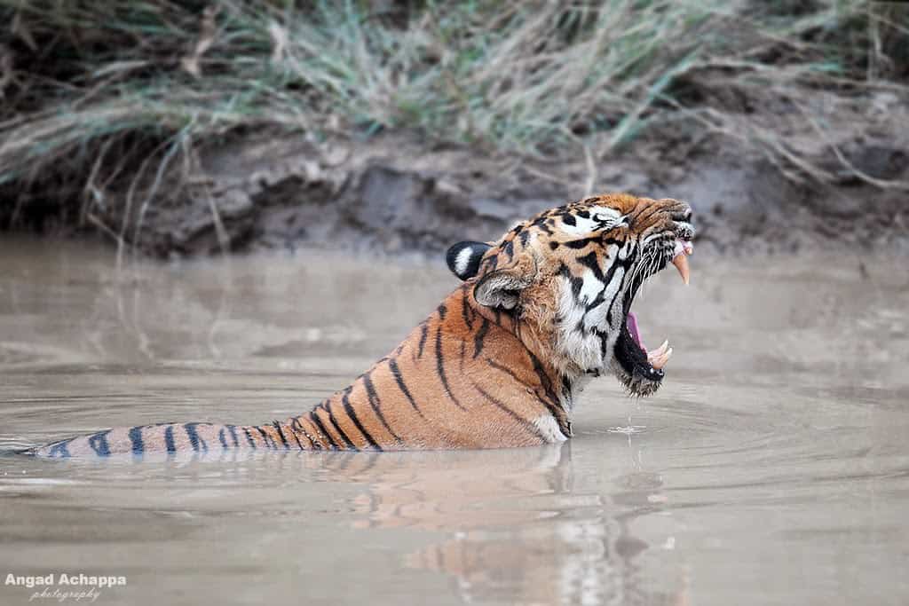 Bengal Tiger Panthera tigris