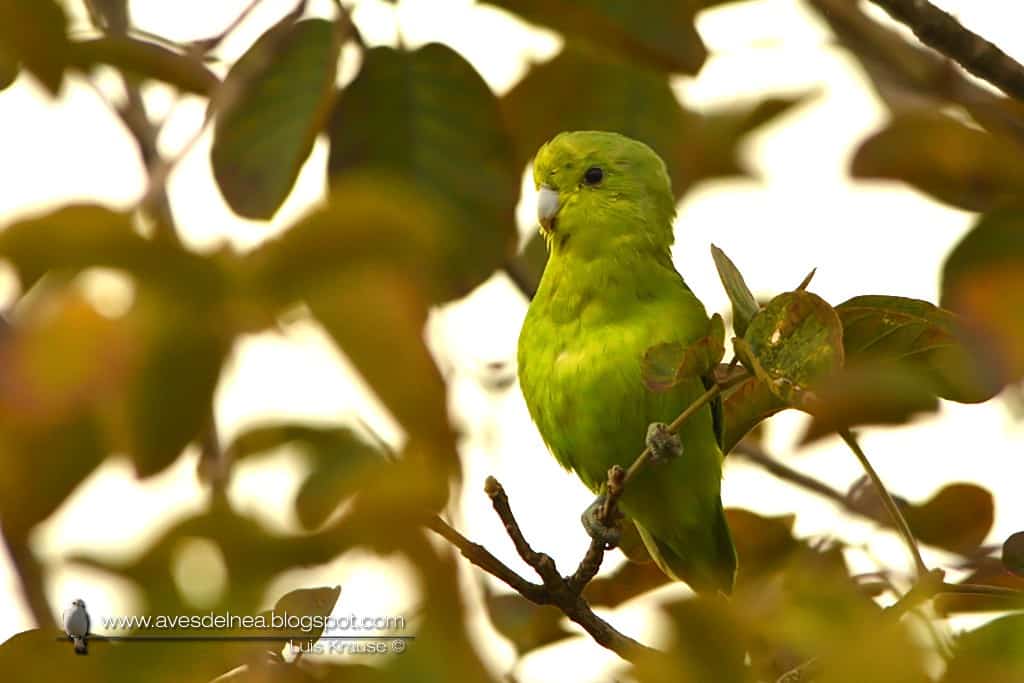 Blue-winged Parrotlet Forpus xanthopterygius