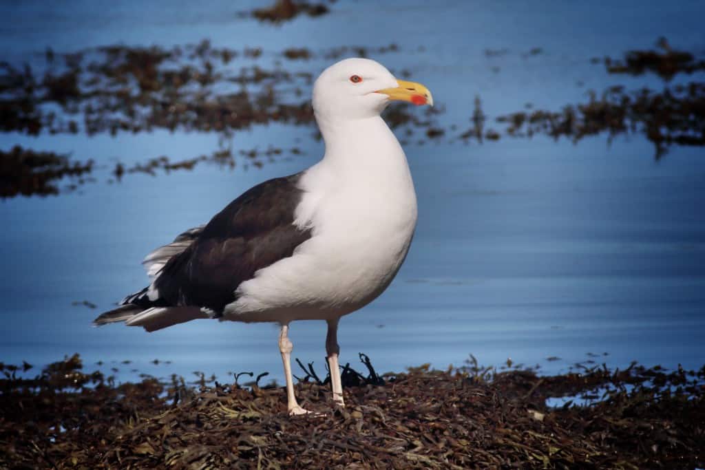 Great Black-backed Gull Larus Marinus