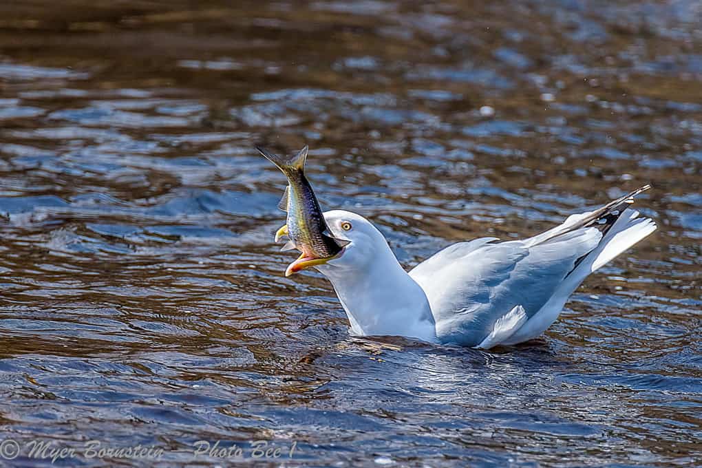 Herring Gull Eating a Herring