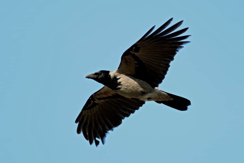 Hooded Crow Corvus Cornix