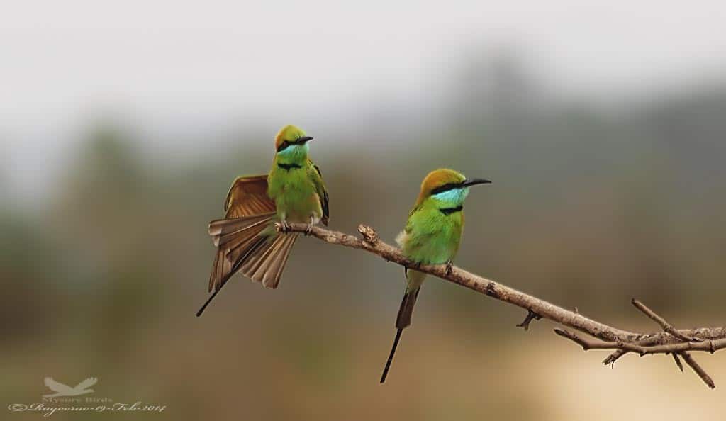 Green Bee-eaters- Merops Orientalis