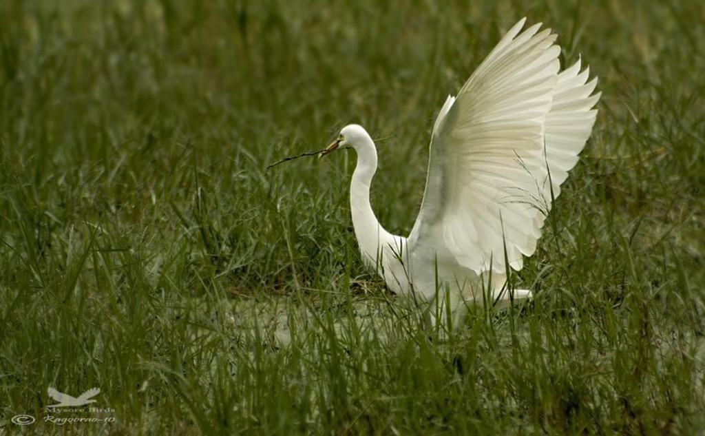 Great Egret- Casmerodius Alba