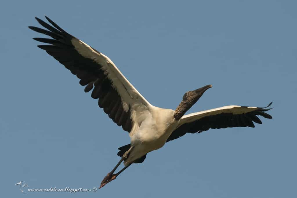 Tuyuyú (American wood Stork) Mycteria americana » Focusing on Wildlife
