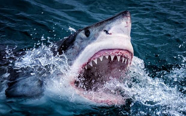 Great white sharks have developed extraordinary abilities to track their prey Photo: BBC