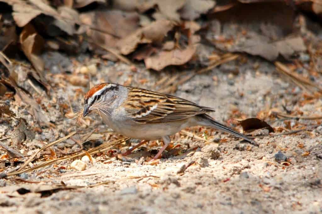 Chipping Sparrow Collecting Nesting Material