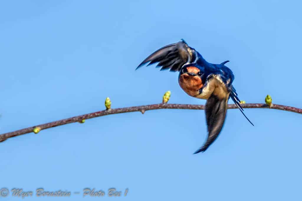 Barn Swallow Flying at You