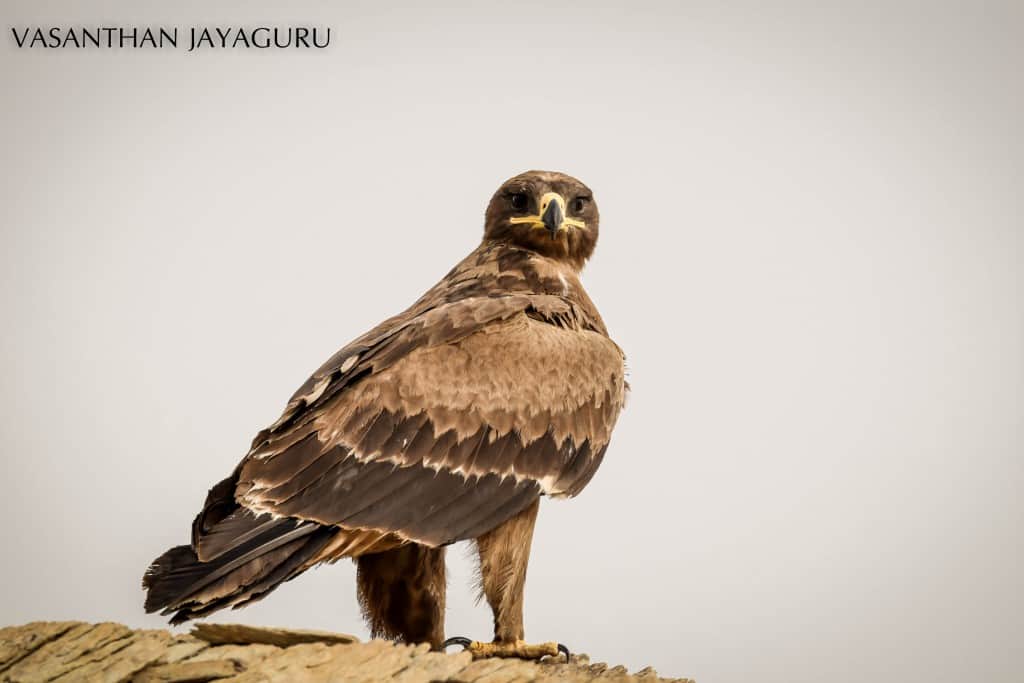 Steppe Eagle – Aquila Nipalensis