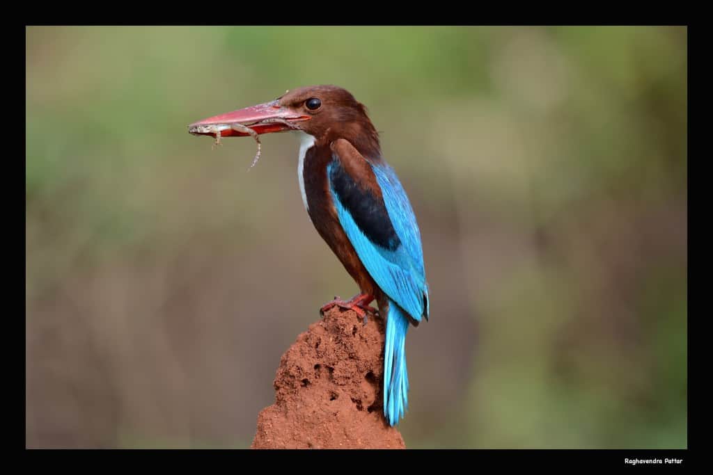 White Breasted Kingfisher with Feed