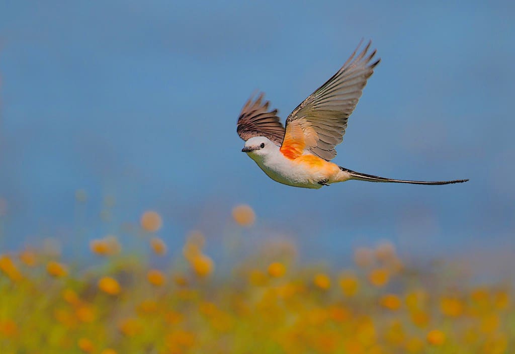 Texas Spring: Scissor-tailed Flycatcher