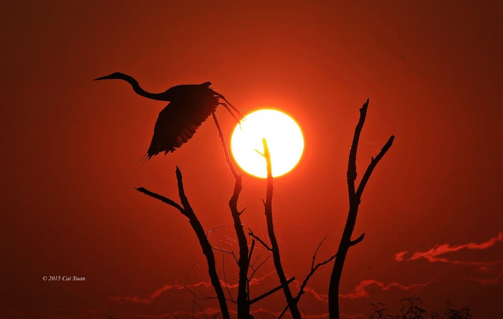 Great Egret Taking Off at Sunset