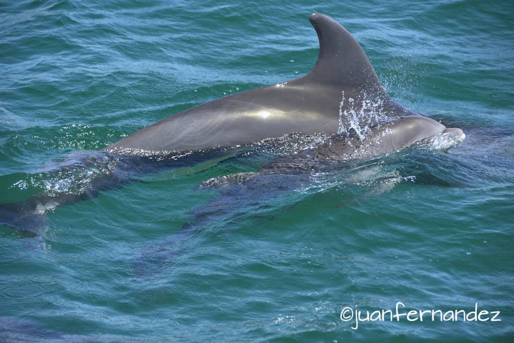 Dolphin Calf
