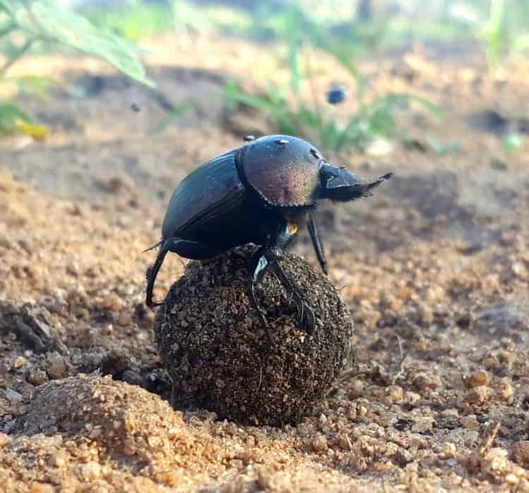 Dung Beetle on Lookout
