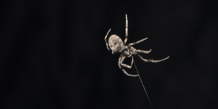 Spiders use their webs as "hearing aid" to sense incoming prey or predators