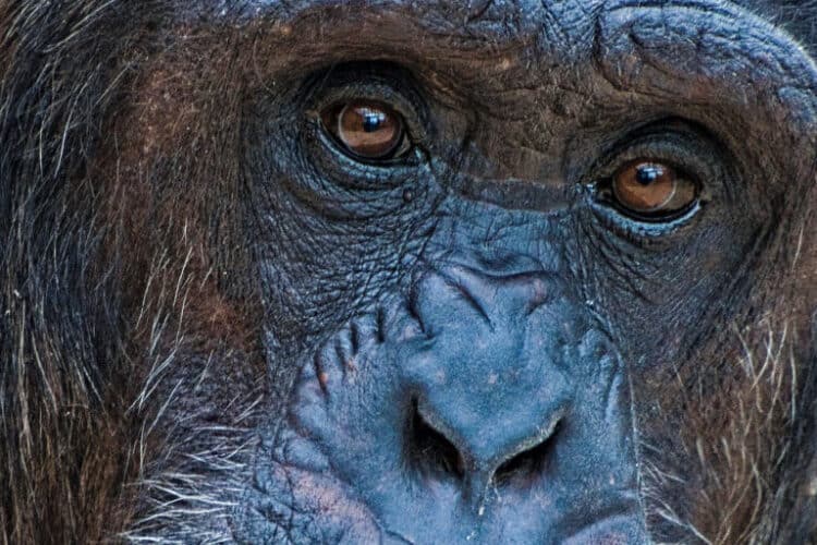 chimpanzee (Pan troglodytes) by Tierpark Gettorf via Wikimedia Commons (CC BY-SA 4.0).