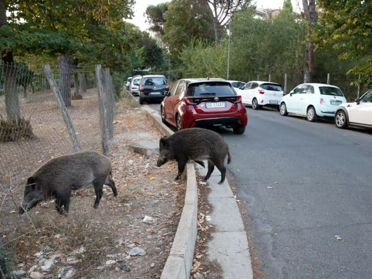 ‘It was on top of my head,’ Rome residents impose curfew after spate of wild boar attacks