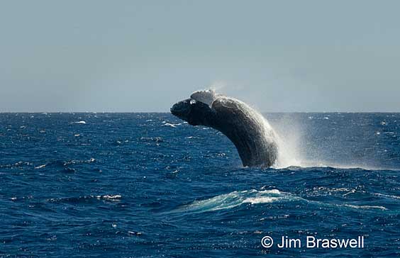 The Acrobatic Humpbacks of Baja (Mexico)