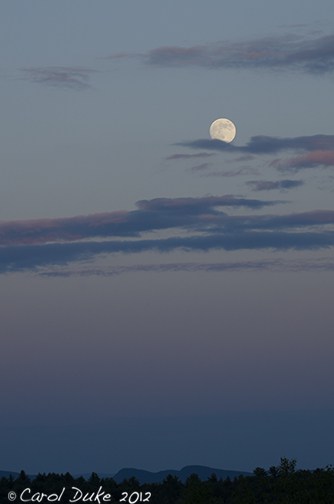 Waxing and Waning ~ The World Around Us ~ Bluebird Broods