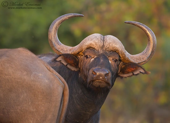 PhotoShare: Inquisitive Buffalo