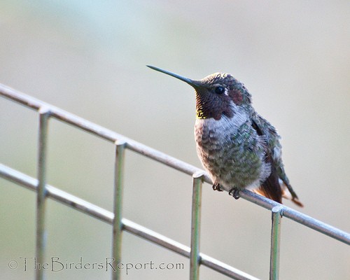 Anna’s Hummingbird Male Defends His Feeder