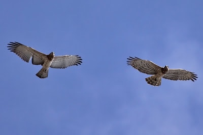 August Raptors on The Strait