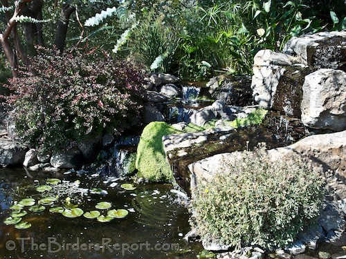 Labor Day Weekend Birds at the Water Feature