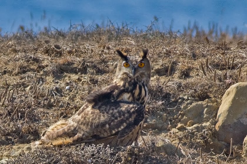 Migration: Honey Buzzards, Harriers and Skimmers