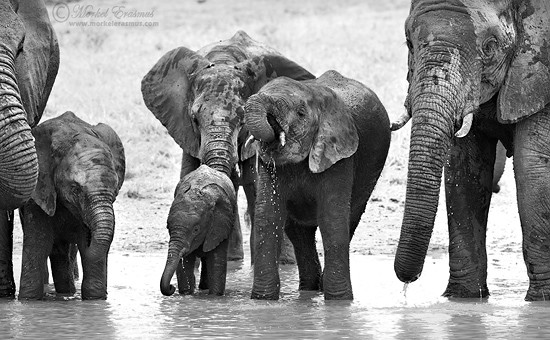 PhotoShare: Thirsty Elephants