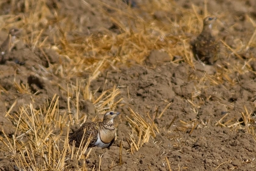 Southern Spain Part 1 – Coto Doñana with Limosa Holidays