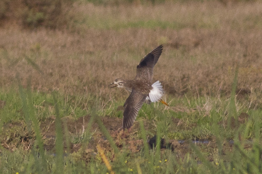 Lesser Yellowlegs (Tringa flavipes) at Barbate Marismas