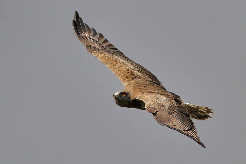 Short-toed Eagles