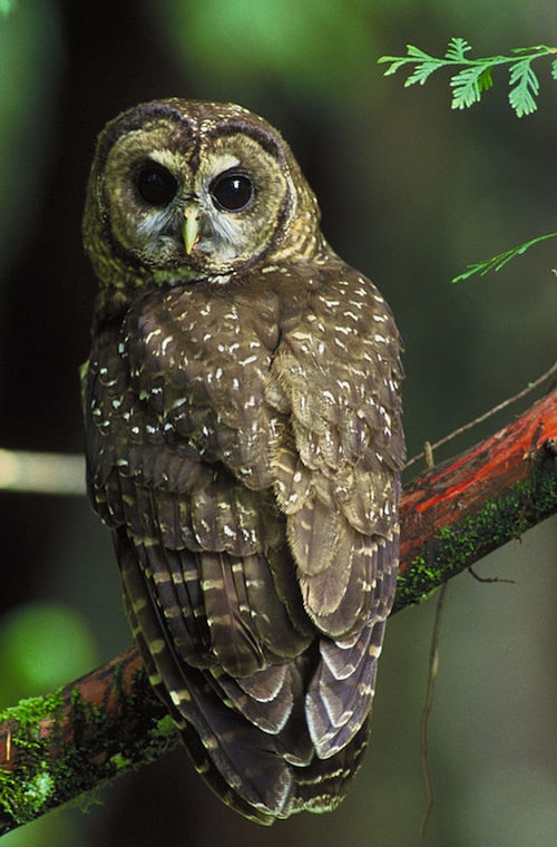 Log Spotted Owl Habitat Again? Didn’t We Already Make That Mistake Once?