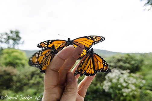 In Mexico, endangered monarch butterflies inspire hopes of a