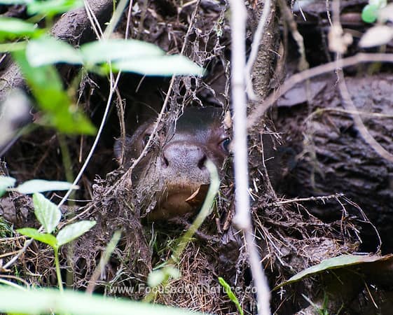 Giant Otters