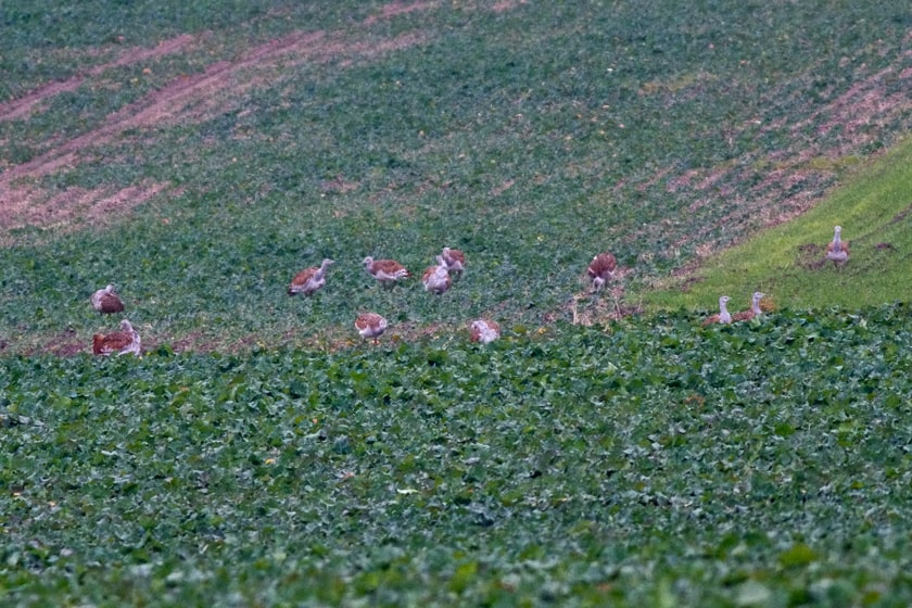 Birding Tour of Brandenburg Germany