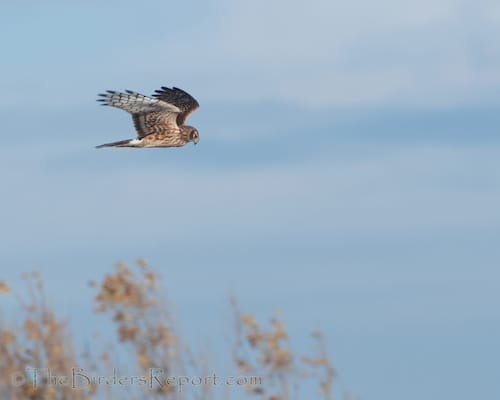 The Northern Harrier AKA Marsh Hawk