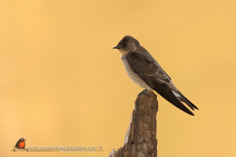 Golondrina ribereña (Southern rough-winged Swallow)