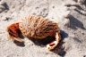 Flame Box Crab at Gasparilla Island Beach | Focusing on Wildlife