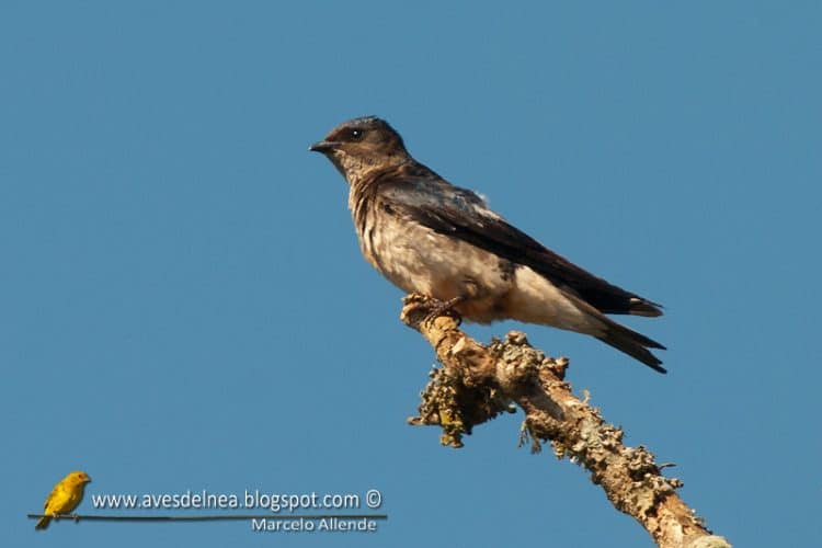 Golondrina doméstica (Gray-breasted Martin)