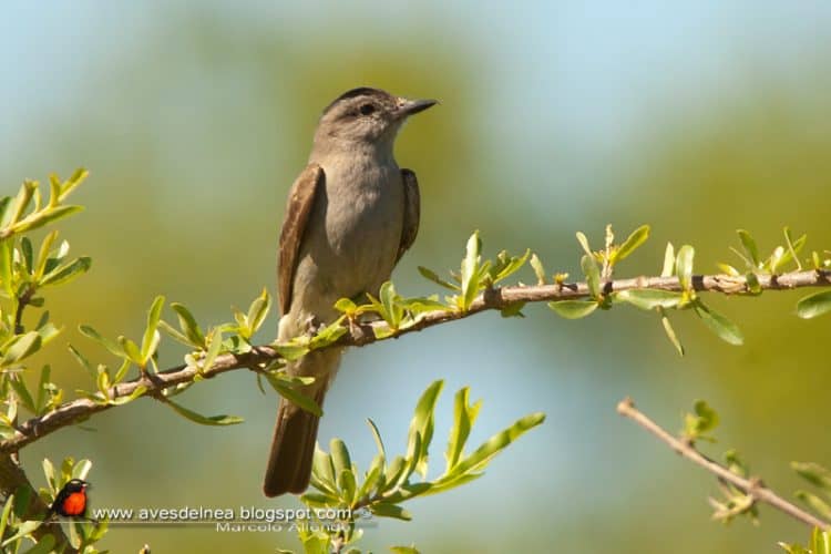 Tuquito gris (Crowned-slaty Flycatcher)