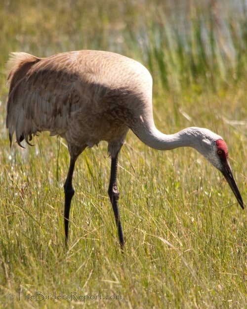 Sandhill Crane Named Audubon California’s Bird of the Year