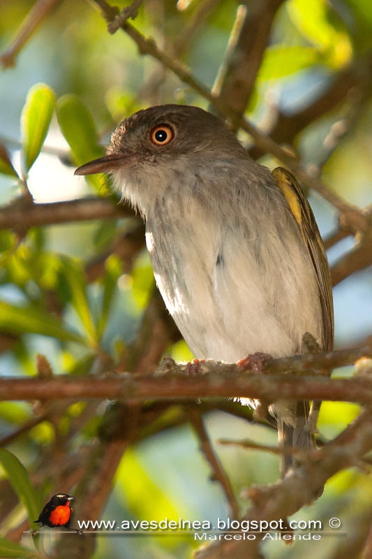 Mosqueta ojo dorado (Pearly-Vented Tody-Tyrant)